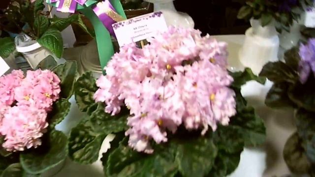 Выставка фиалок в городе Харьков-2017 Бузок. смотреть онлайн