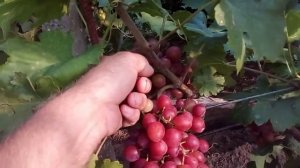 Виноград Фламия  07. 08. 2021г.