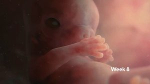 Зарождение жизни человека