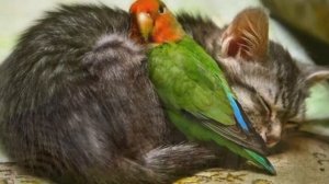 Песня "Дружба крепкая не сломается" (пою я :)