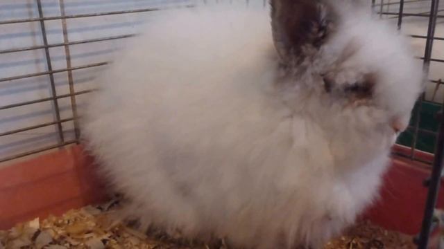 Кролик девочка в хорошие руки смотреть онлайн