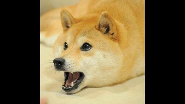 Почему столько видео под музыку ''Сигма'' смотреть онлайн