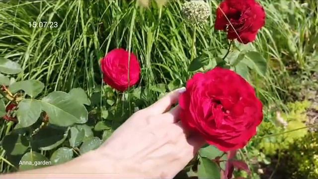 #сад #розы Юбилей Лаперье 150 - Jubile Laperriere 150 ans, Laperriere Франция, 2014 Чайно-гибридные смотреть онлайн