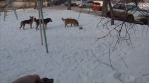 100 процентная защита от собак