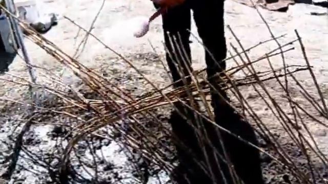 Как правильно раскапывать малину весной? - вот так!)