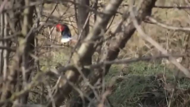 Охота на фазана с легавыми собаками (подборка моментов) смотреть онлайн