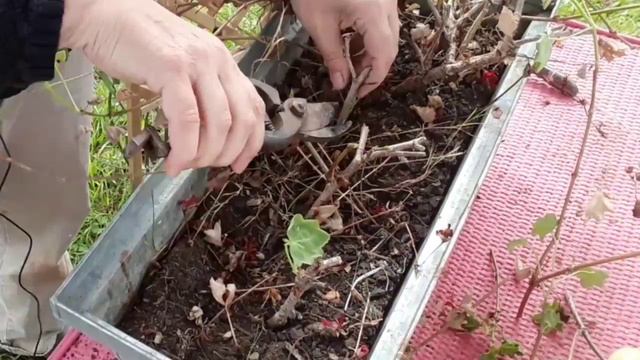 COMMENT CONSERVER SES GÉRANIUMS PLUSIEURS ANNÉES смотреть онлайн