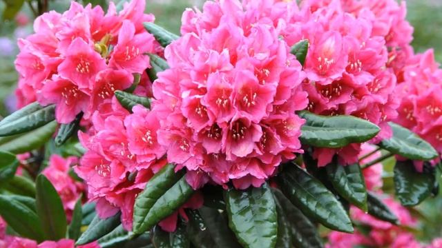 Рододендрон уход. Выращивание рододендронов цветение. Рододендрон - красивые цветы круглый год смотреть онлайн