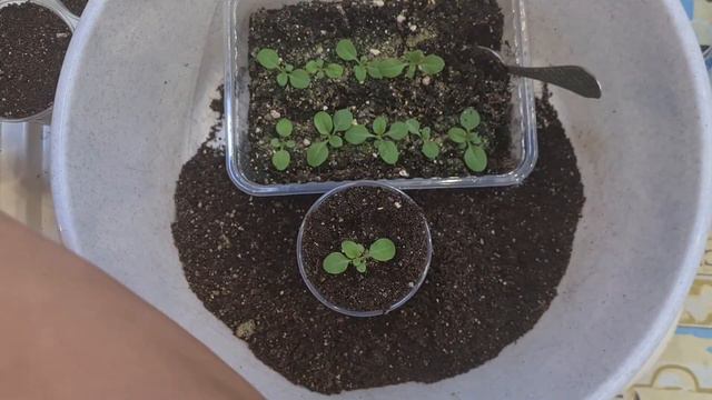 Ампельная Петуния - выращивание из семян. Пикировка и первая подкормка петунии. смотреть онлайн