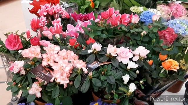 Ашан/ОРХИДЕИ и другие Цветы 14.02.2020./ТЦ Амбар г.Самара. смотреть онлайн