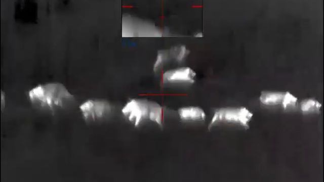 Кабанчики с вышки, TikkaT3x .308 cal. смотреть онлайн