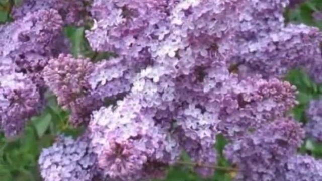 вальс цветов.wmv смотреть онлайн