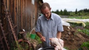 Перосъемная машина. Стоит ли она своих денег???