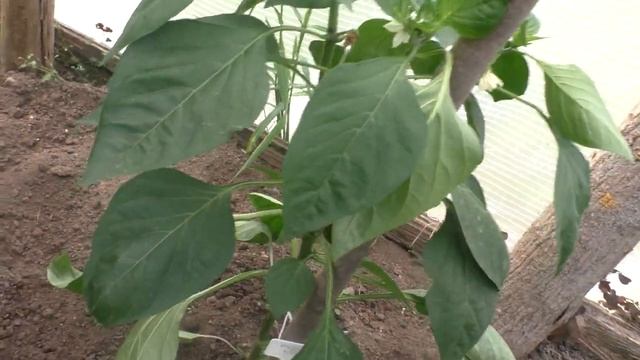 Перцы. Как формировать куст перца смотреть онлайн