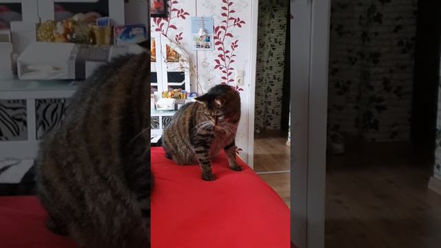 вечно голодный мой кот. смотреть онлайн