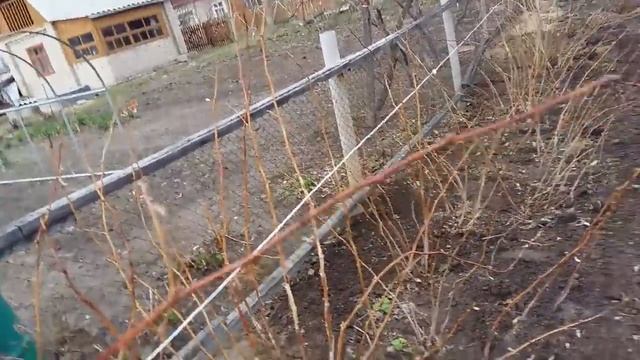 Малина весной: уход, обрезка, подкормка смотреть онлайн