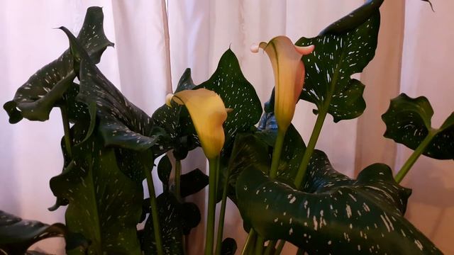 Выращивание каллы, результат смотреть онлайн