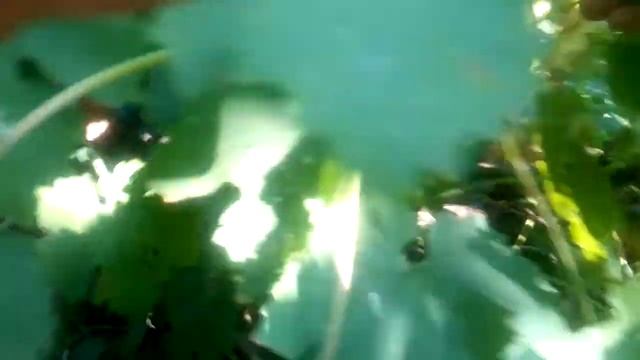 Тимур, кеша, дамские пальчики урожай 2019 смотреть онлайн