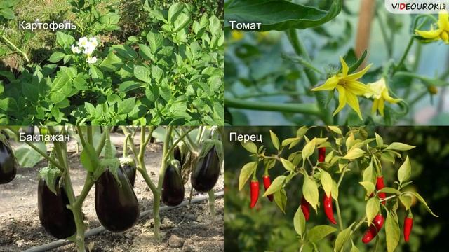 28 Важнейшие сельскохозяйственные растения смотреть онлайн