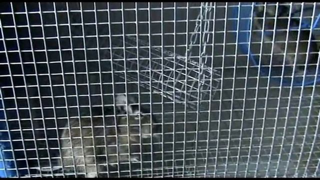 Вот они какие Чилийские белки смотреть онлайн