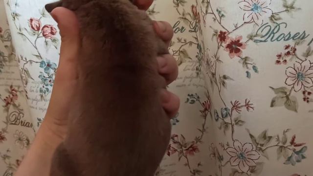 Американский булли, щенкам 4 дня!!! Булли в Ярославле! смотреть онлайн