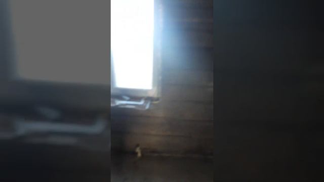 Штукатурка по дереву. смотреть онлайн