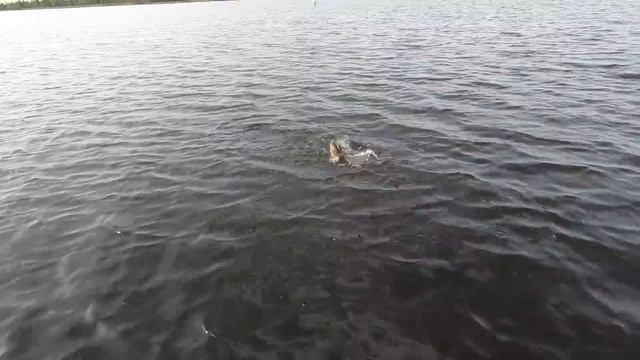 ОКУНЁВЫЙ РАЙ В ДЕБРЯХ, РАДИ ГОРБАТЫХ СТОИЛО ИДТИ! 20 КИЛО ЗА ЧАС РАЗМИНКИ), ДИКИЙ ОКУНЬ ЖРЁТ ВСЁ! смотреть онлайн