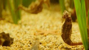 Чем питаются морские коньки?