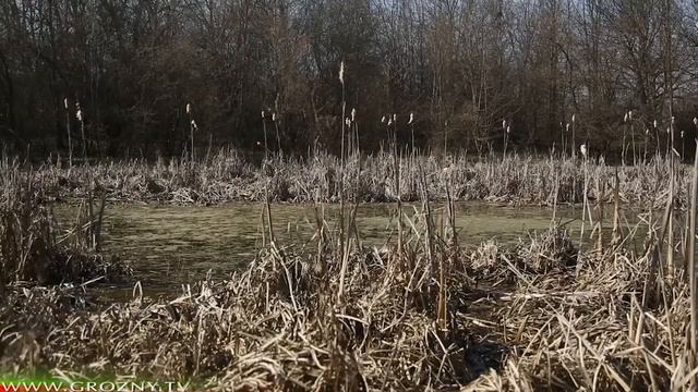 Дарбане Хиш (4) смотреть онлайн