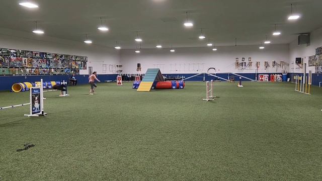 Phenix, Kerry Blue Terrier, Agility class. Snooker course. смотреть онлайн