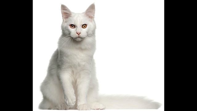150 Adorable White Cat Names to Call Your Snowball of Cuteness смотреть онлайн