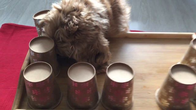 Работаем за молодец и мясо.#кокерляля #собакадругчеловека #животные смотреть онлайн