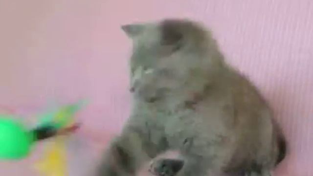 Скоттиш страйт Дени смотреть онлайн