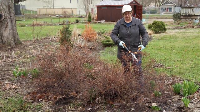 How to Prune Spirea in Early Spring смотреть онлайн