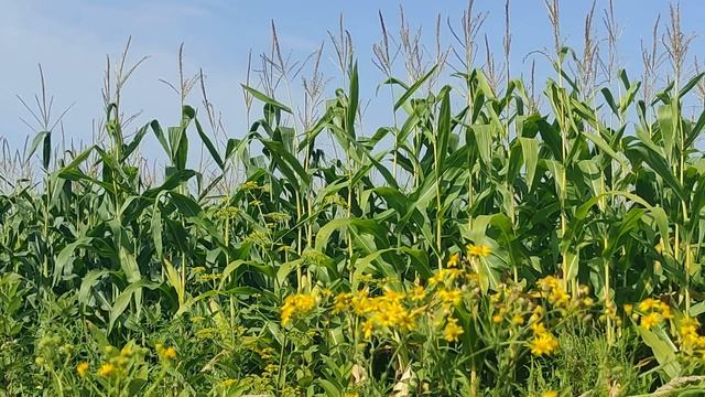 29 августа - Ореховый Спас. Хлебный Спас. Третий Спас. Что нужно сделать. Главные запреты дня. смотреть онлайн