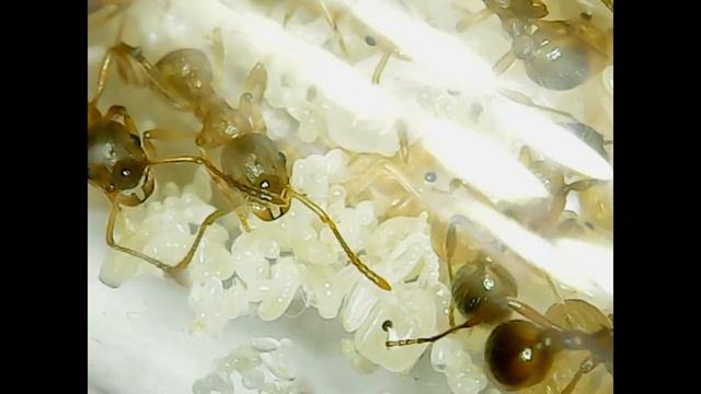 Видео с микраскопа, муравьи в прабирке Myrmica rubra смотреть онлайн