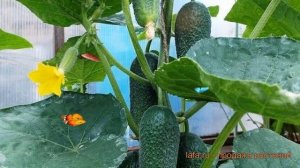 Огурец обыкновенный Мальчик с пальчик F1 ? обзор: как сажать, семена огурца Мальчик с пальчик F1