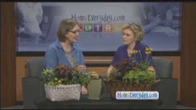 New Annuals for Your Garden смотреть онлайн