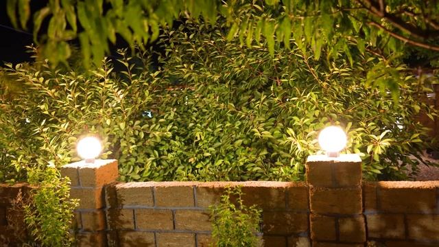 Шишку кипариса нашли в Крыму, отвезли в Петербург, там она проросла и через 3 года вернулась назад!