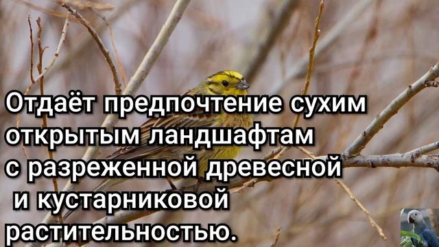 Обыкновенная овсянка (англ. Yellowhammer) смотреть онлайн
