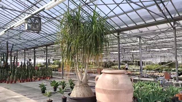 Гибискусы с тарелку и другие удивительные растения 🤓👍 смотреть онлайн