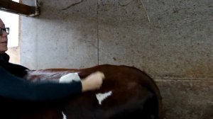 Внутримышечная инъекция корове