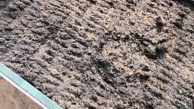 Первые работы в теплице. Как сеять сидераты. Культиватор Торнадико смотреть онлайн