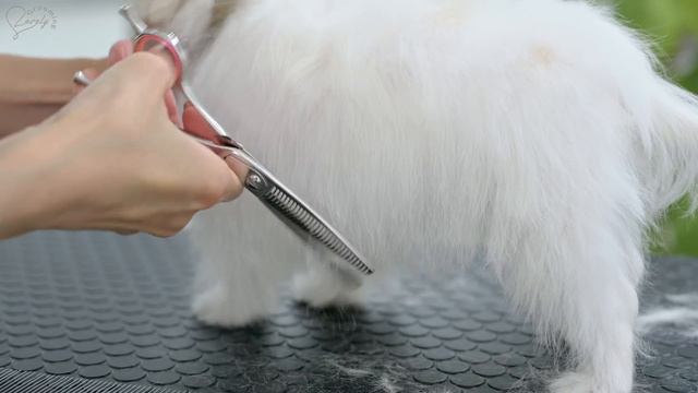 噛まないでもらえますか？（チワワ x シーズー チワズーの子犬） смотреть онлайн