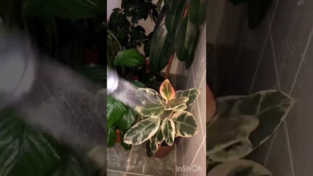 Ev güllerinin yuyulması?/Как я мою свои цветы под душем смотреть онлайн