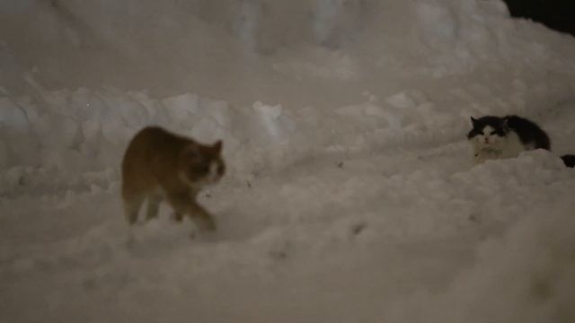 Мартовские коты в январе. Карельская зима 2022. смотреть онлайн