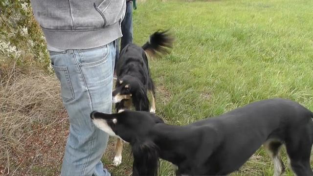 Dog Breed Video: Saluki