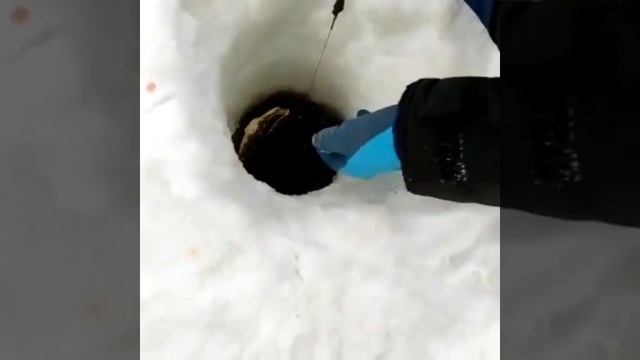 Поймали щуку 10 кг на жерлицы для зимней рыбалки Fishka от Петрова смотреть онлайн