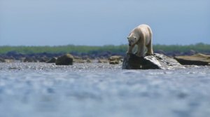 Охота белых медведей на белух. Северная Америка. Гудзонов залив.