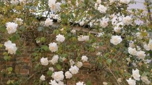 Climbing Rose Madame Alfred Carriere Pruning Tips